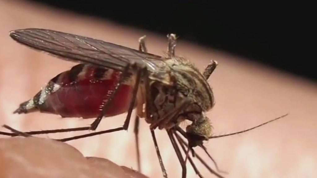 Miami-Dade begins annual campaign attempting to keep mosquitoes in check — CBS Miami, Parkland Community news