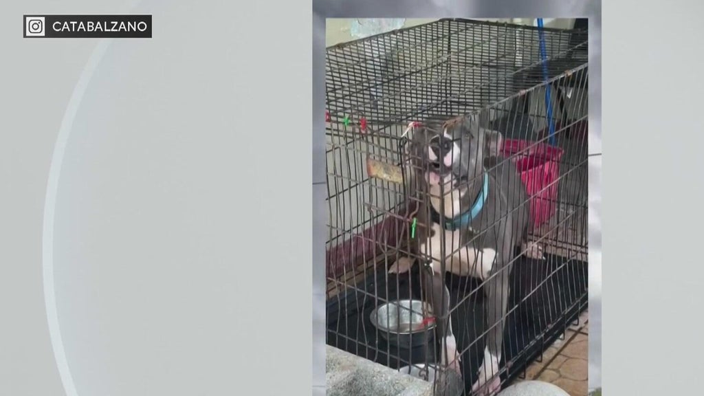Miami-Dade Animal Services issues new warning after viral dog neglect posts — CBS Miami, Parkland Community news