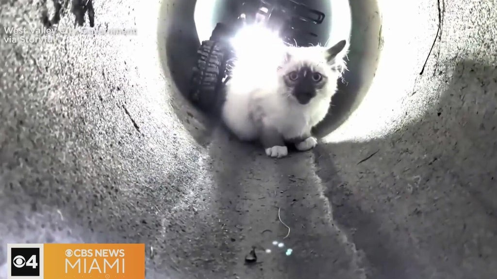 "R2-D2" robot rescues kitten trapped in Utah drain pipe — CBS Miami, Parkland Community news