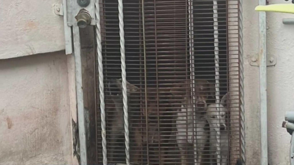 Miami Beach man arrested after 19 dogs, elderly woman found living in deplorable conditions, police say — Parkland Real Estate news
