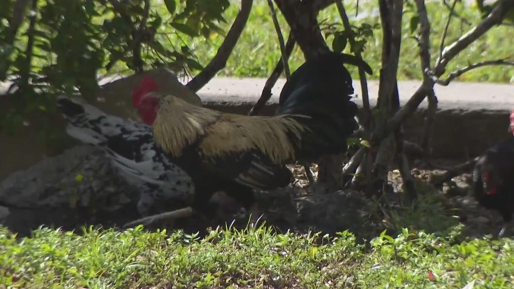 Hialeah doctor alarmed, calling for investigation after dead chickens found outside medical office building — Parkland Real Estate news