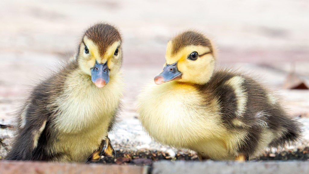 Florida woman intentionally ran over, killed 11 ducklings for making "mess in her yard," sheriff's office says — CBS Miami, Parkland Community news