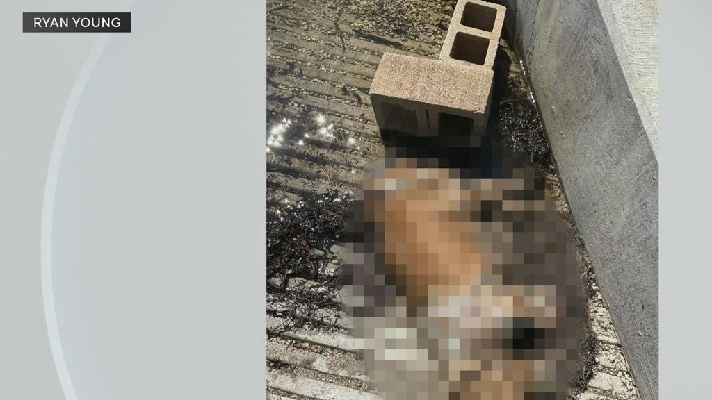 Miami police investigate after dog found dead underwater, tied to cinder blocks off Coconut Grove — CBS Miami, Parkland Government news