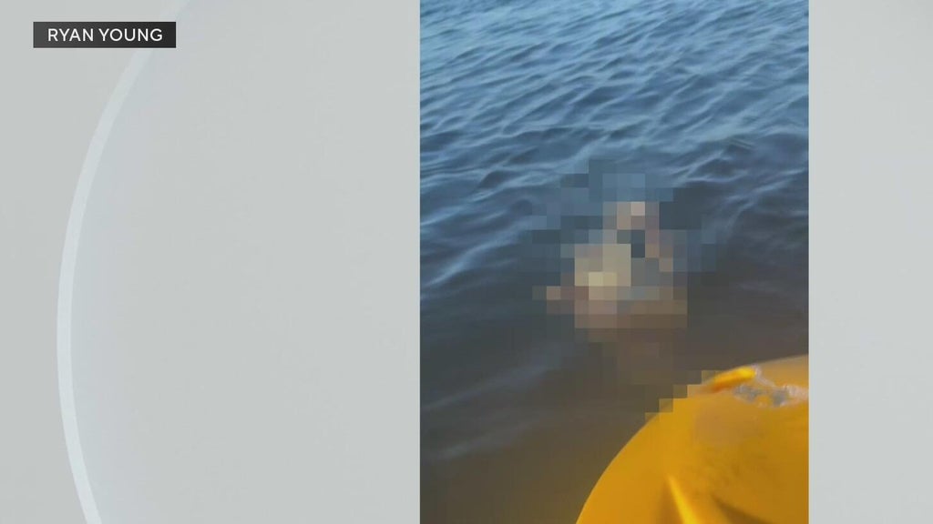 Police investigate after a dog was found underwater tied to cinder blocks in Miami — CBS Miami, Parkland Government news