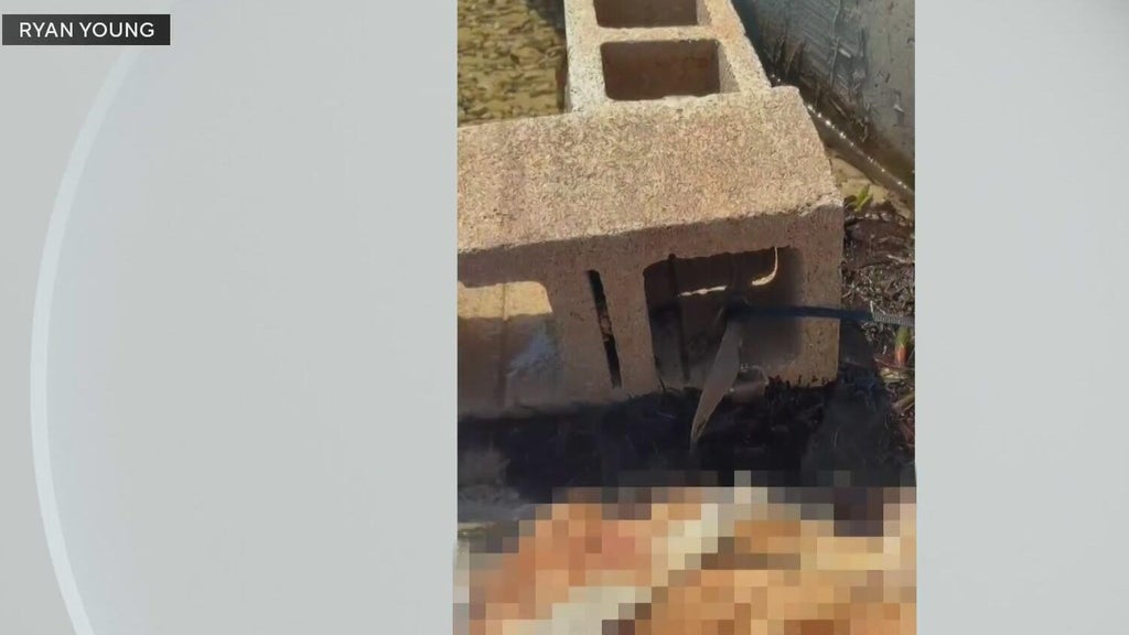 Outrage grows after dog found dead underwater tied to cinder blocks in Miami — CBS Miami, Parkland Government news