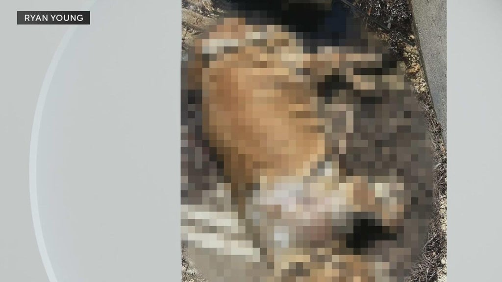 Dog owners react to dead dog found tied to cinder blocks underwater on Coconut Grove marina — CBS Miami, Parkland Community news