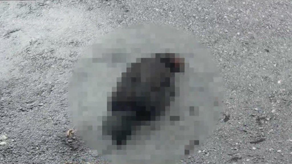 Hialeah doctor reports six dead chickens outside medical office building; cause is unknown — Parkland Health news
